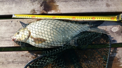 Carp bream