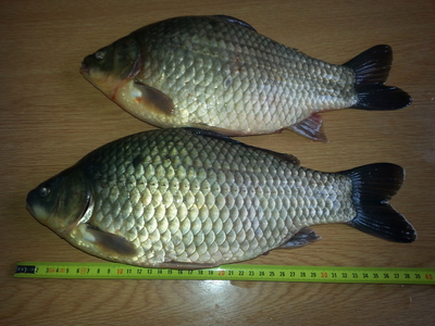 Prussian carp