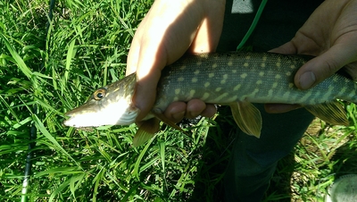 Northern Pike
