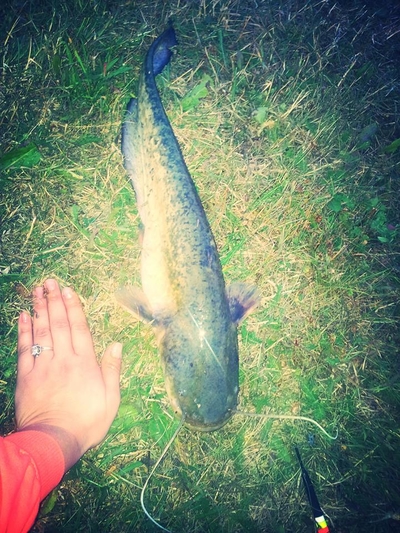Wels catfish