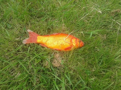 Crucian carp