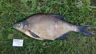 Carp bream