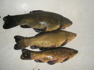 Tench