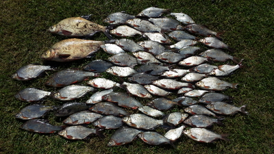 Carp bream