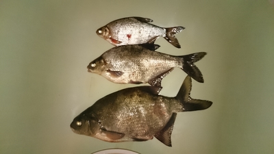 Carp bream