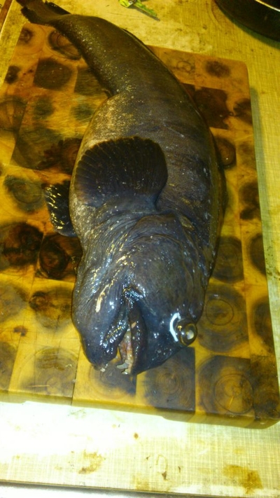Atlantic wolffish