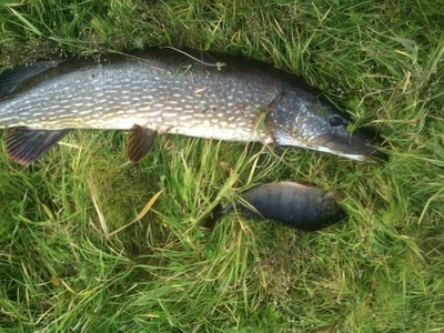 Northern Pike
