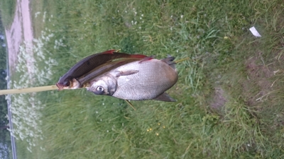 Carp bream
