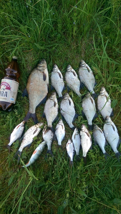 Carp bream