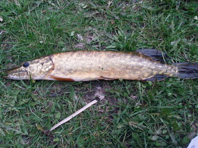 Northern Pike