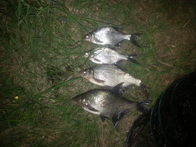 Carp bream