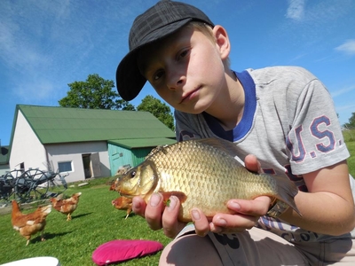 Crucian carp