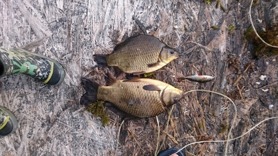 Prussian carp