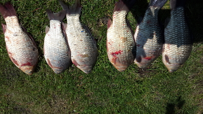 Crucian carp