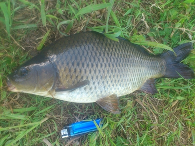 Carp