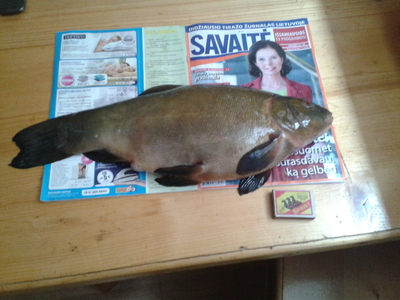 Tench