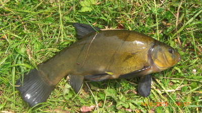 Tench