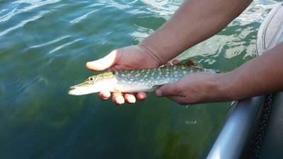 Northern Pike