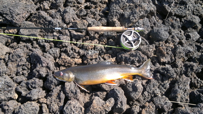 Brown Trout