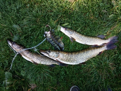 Northern Pike