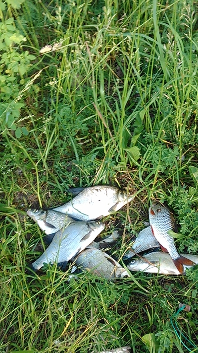 Carp bream