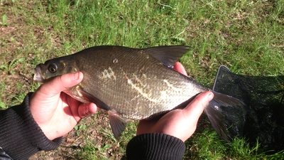 Carp bream
