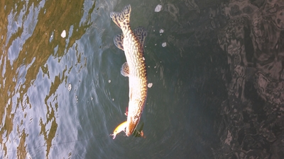 Northern Pike