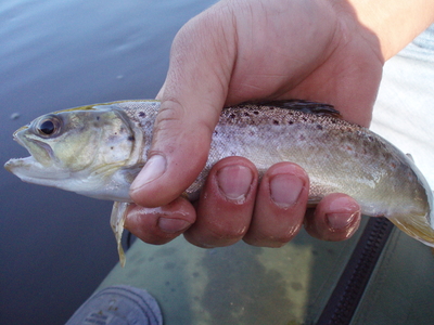 Brown Trout