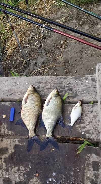 Carp bream