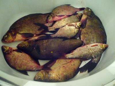 Carp bream