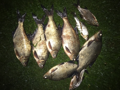 Carp bream