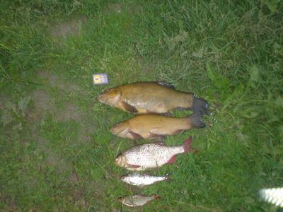 Tench