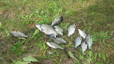 Carp bream