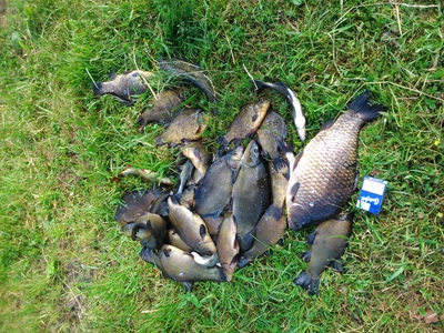 Crucian carp