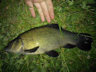 Tench