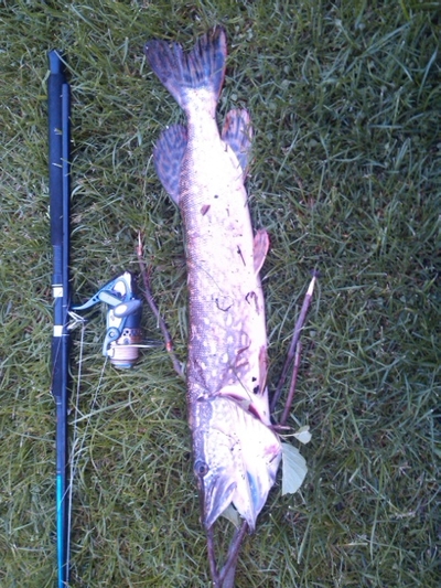 Northern Pike