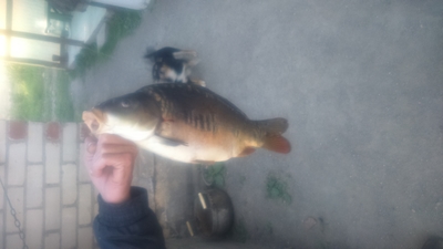 Carp