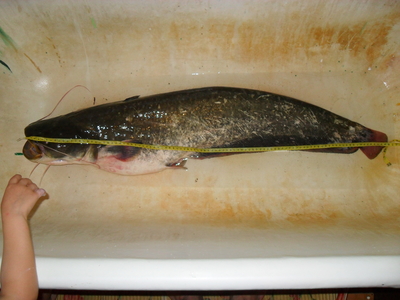 Wels catfish
