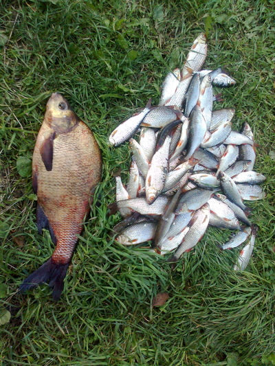 Carp bream