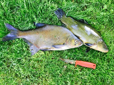 Carp bream