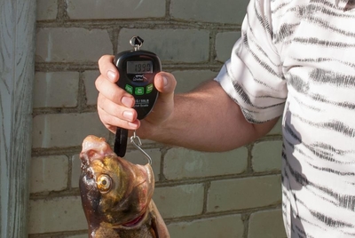 Carp bream