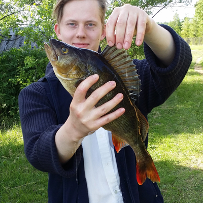 Eurasian perch
