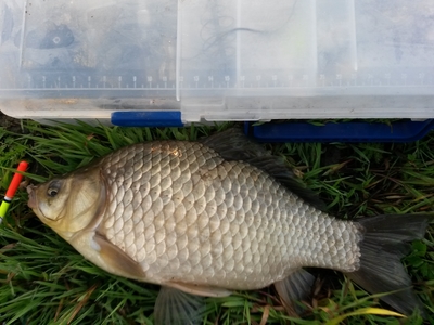 Prussian carp