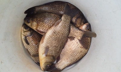 Crucian carp