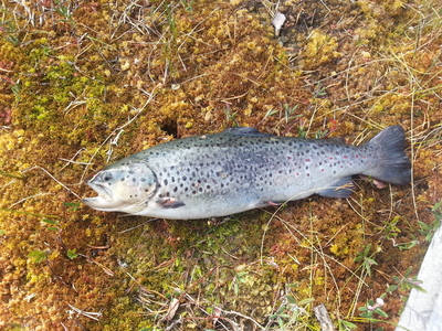 Ocean Trout