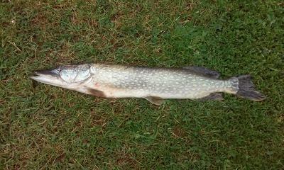 Northern Pike