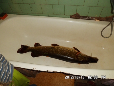 Northern Pike