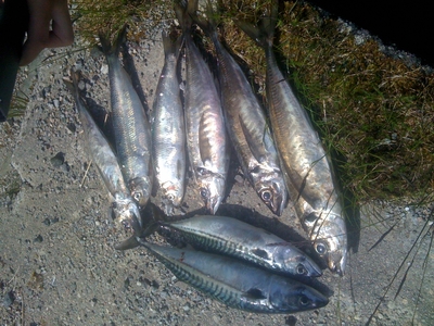 Mackerel