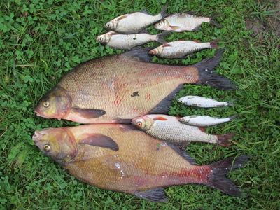 Carp bream