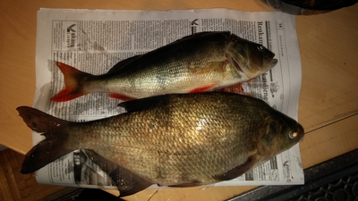Carp bream